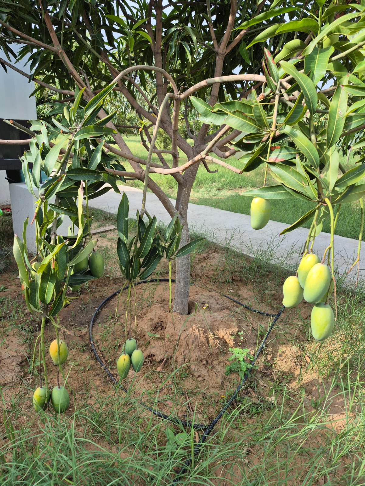 Pushkar Exotica gallery photo 16