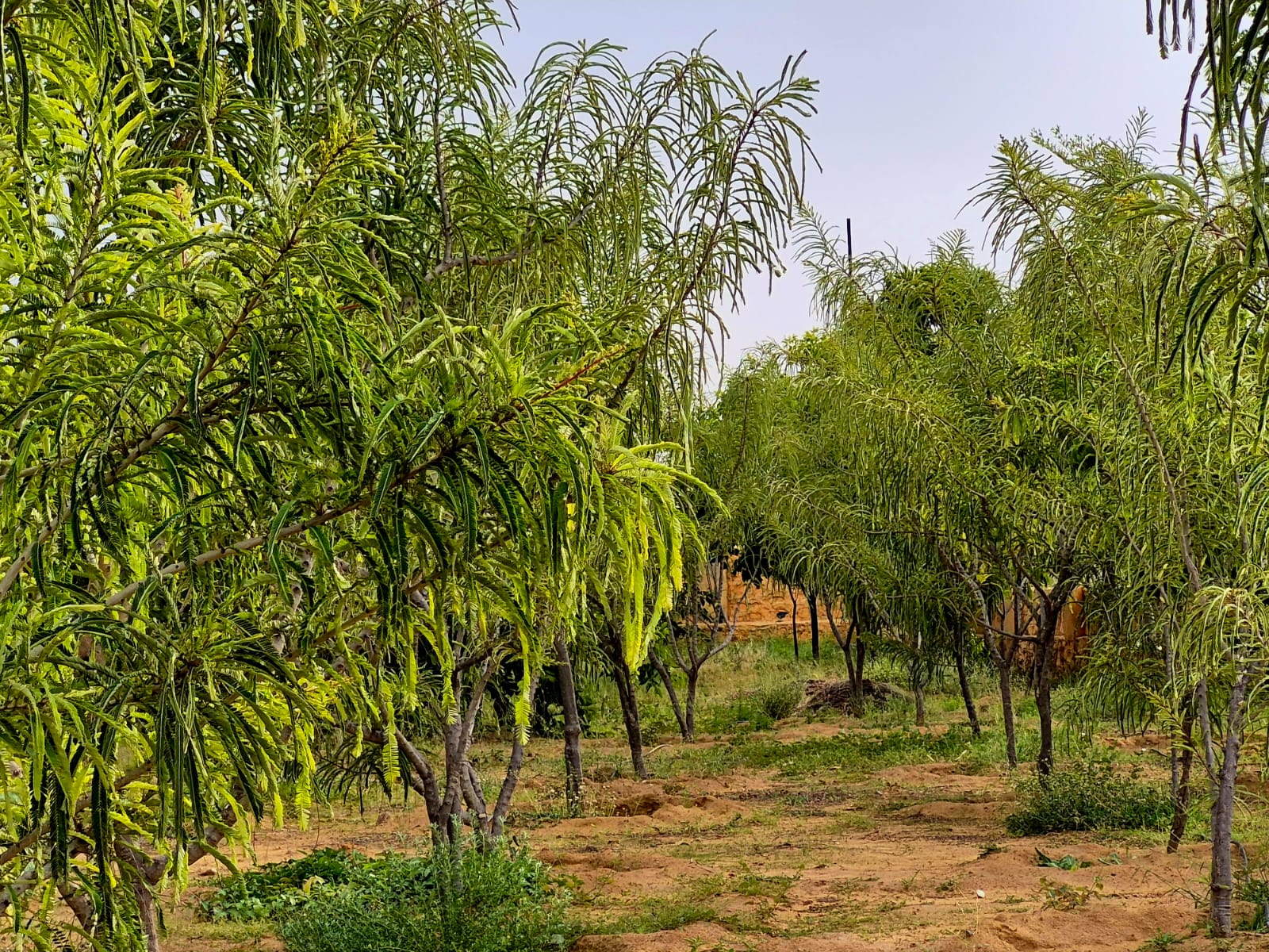 About Pushkar Exotica