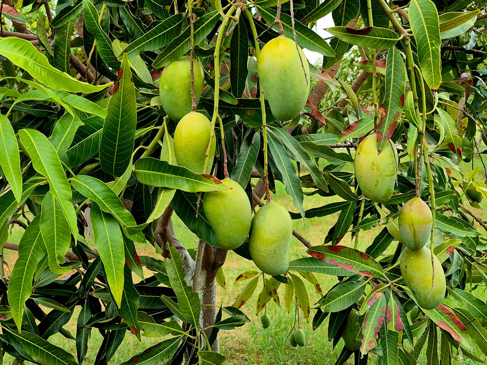 Pushkar Exotica gallery photo 20
