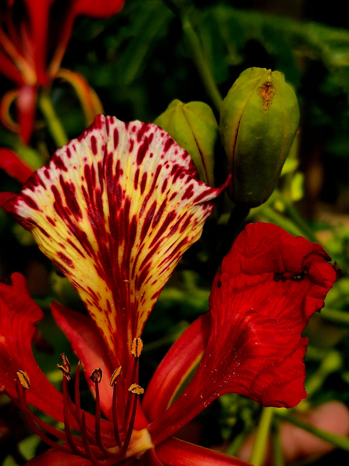 Pushkar Exotica gallery photo 7