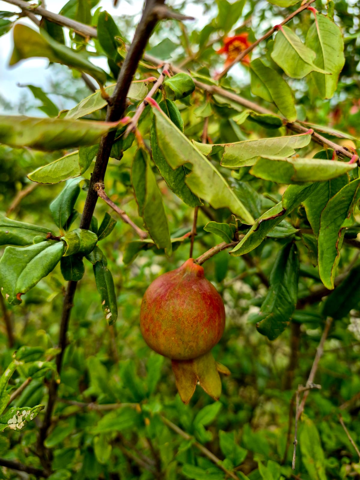 Pushkar Exotica gallery photo 8
